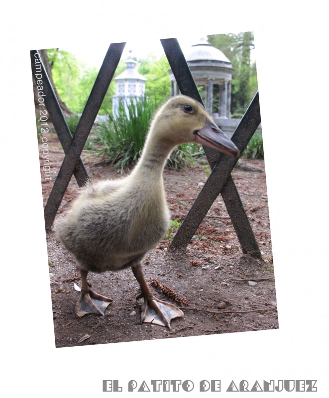 EL PATITO DE ARANJUEZ - THE ARANJUEZ DUCKLING. Photo by Mario Cid (Campeador).