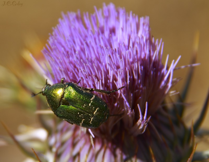 verde sobre rosa