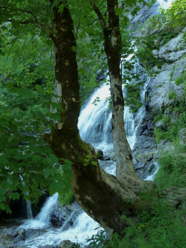 arbol en la corriente