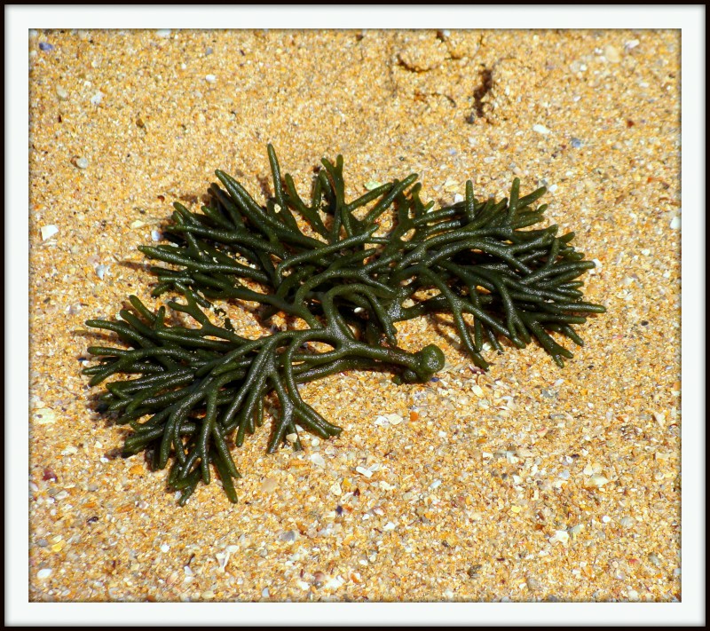 Alga sobre la arena