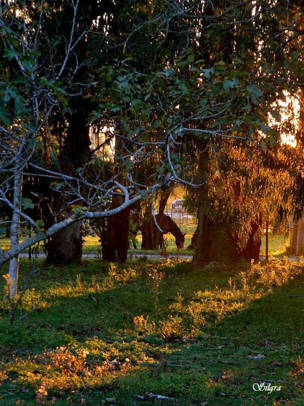 Luces del atardecer