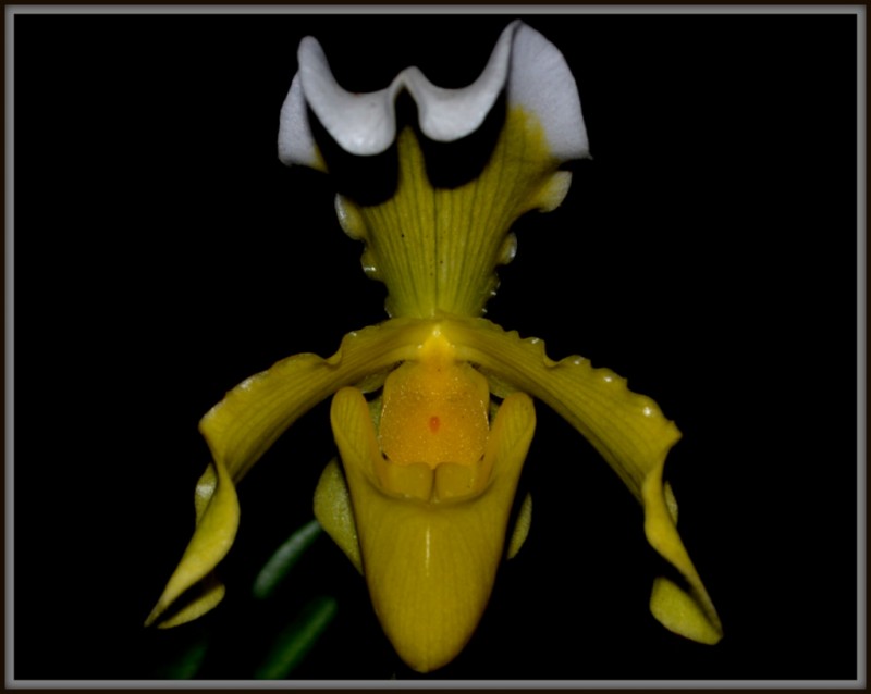 Orquidea 24