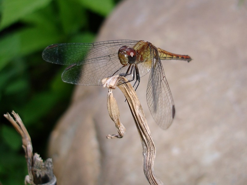 helicptero biolgico  