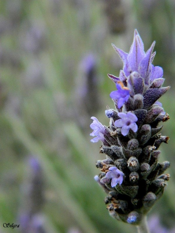 Aroma de lavanda