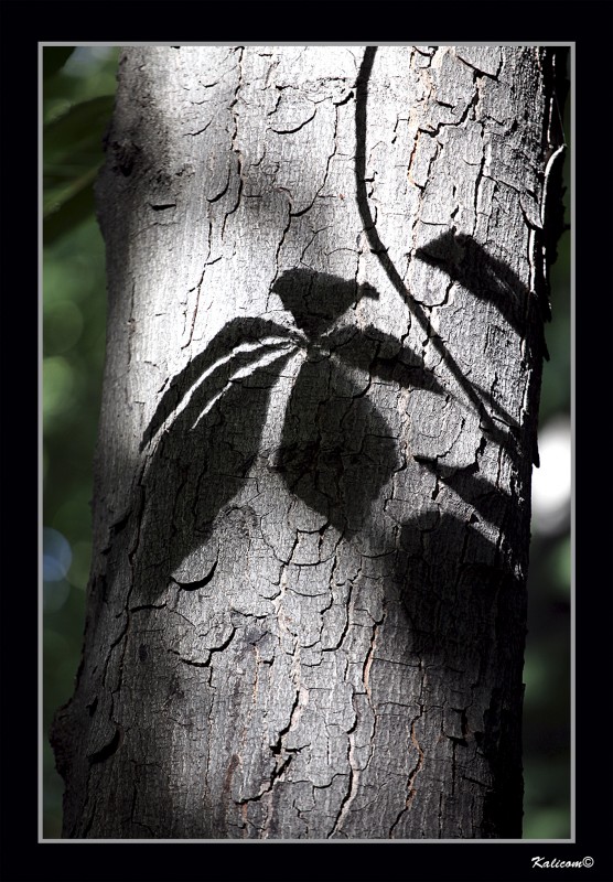 SOMBRAS CASTAESCAS