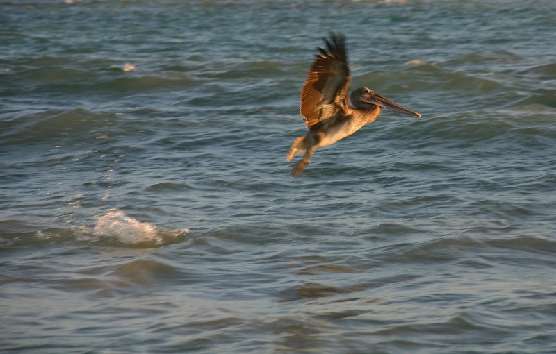 de pesca al amanecer