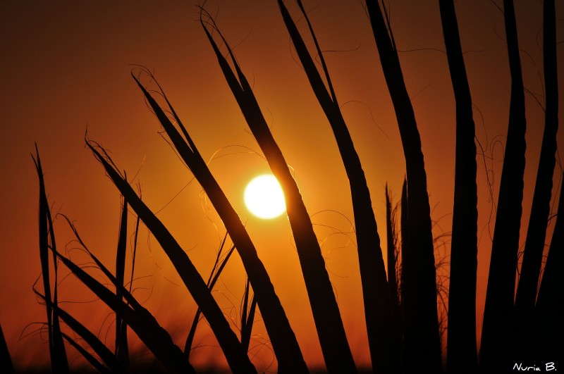 Acariciando el sol.