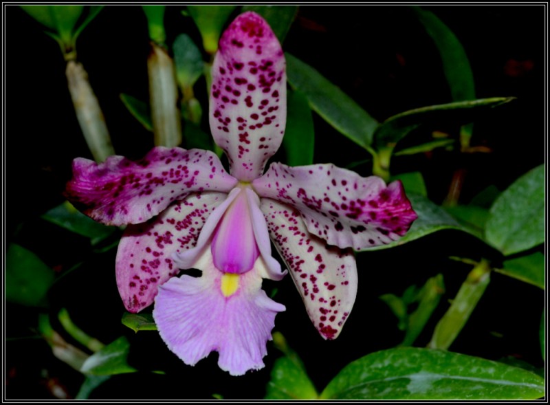 ORQUIDEA 9