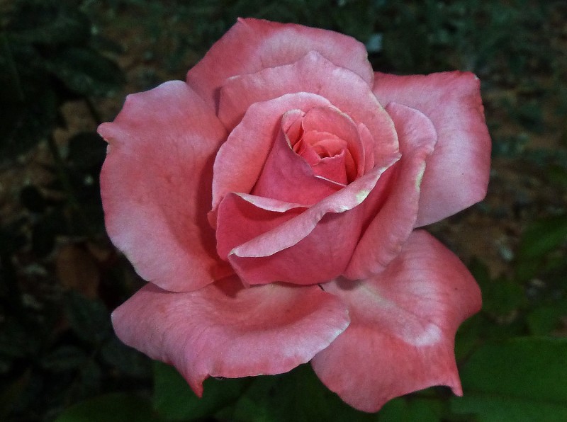 Rosa de agosto 12 02