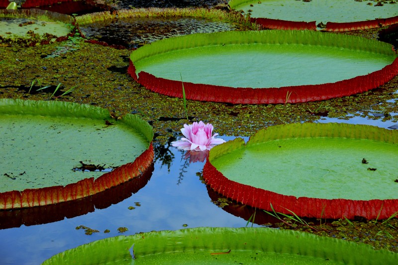 Victoria amazonica,