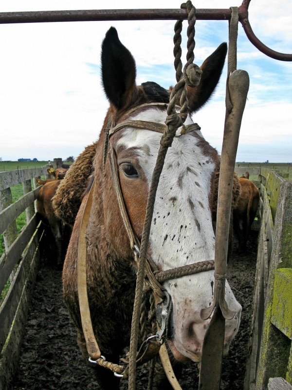 PARASTE EL CABALLO