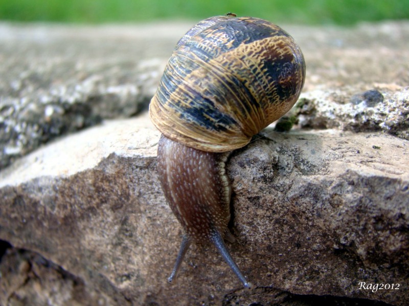 Hormiga paseando en Caracol