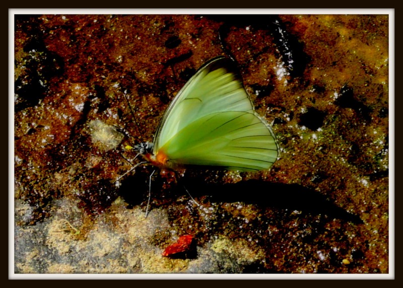 Mariposa de Amor