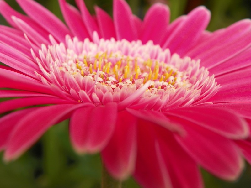 En rosa