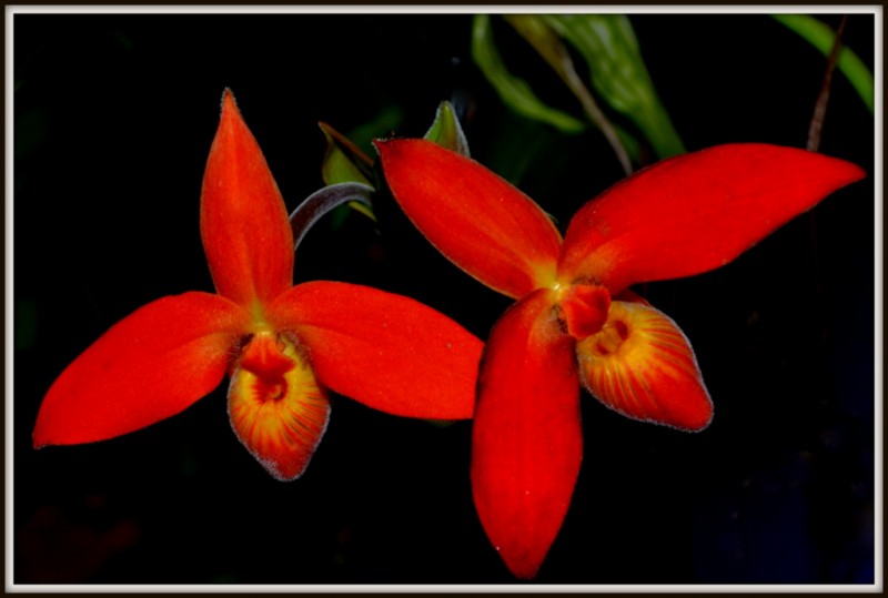 Orqudea Miniatura