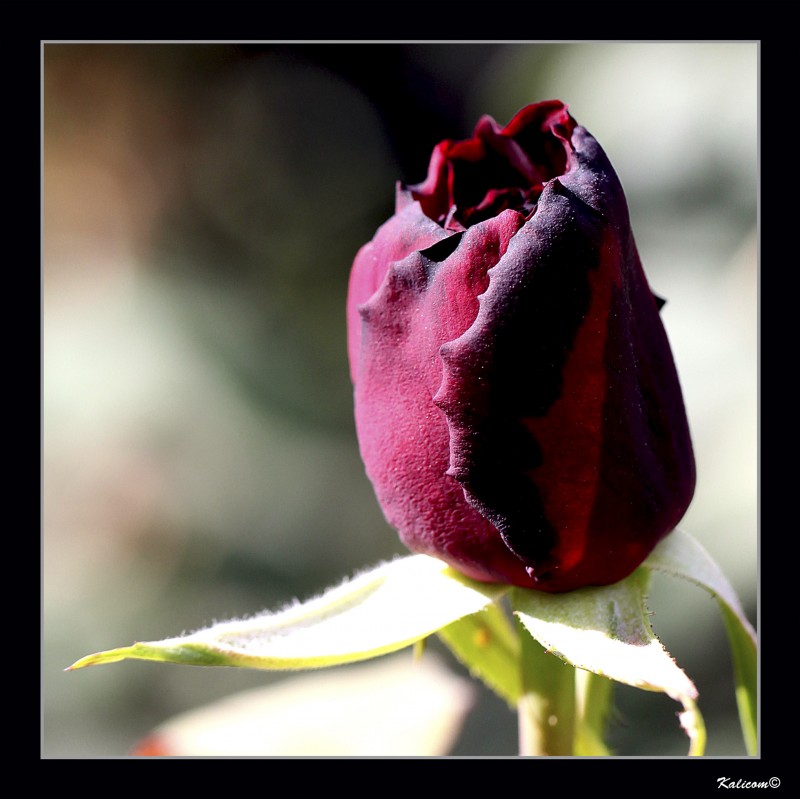 LA TRISTE AGONA DE UNA ROSA ROJA