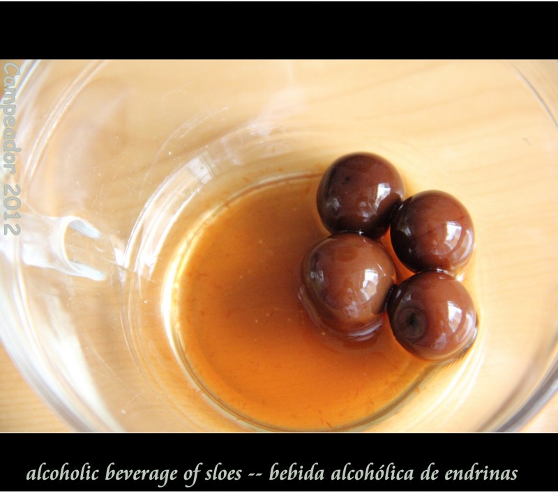 alcoholic beverage of sloes  --  babida alcholica de endrinas.  Fotografa por Campeador (Mario CId).