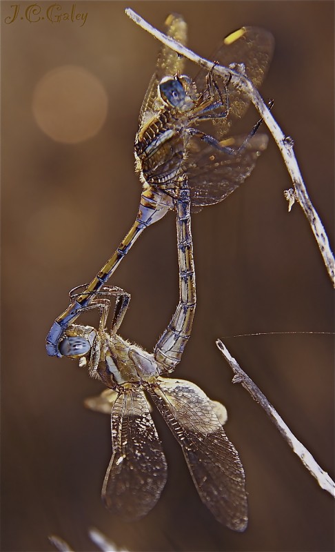 amantes de cristal