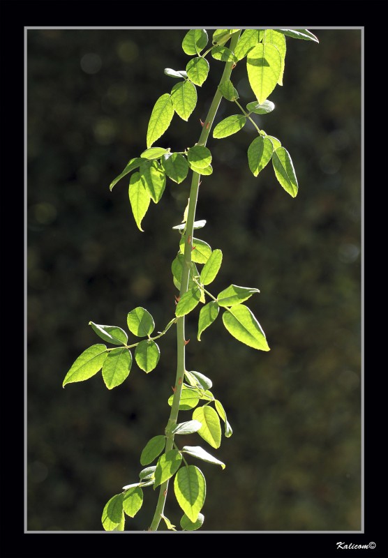 SENCILLAMENTE UN ROSAL