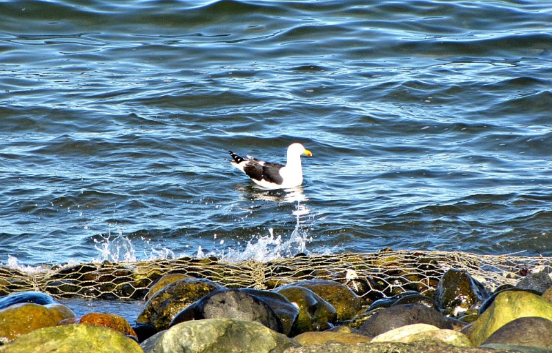 Gaviota soleandose