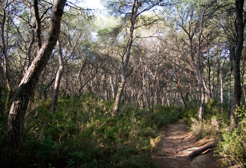 Bosque Mediterrneo