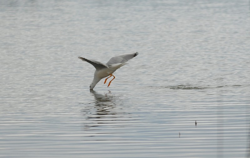 Gaviota reidora