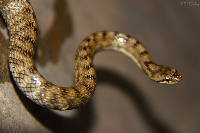 la sombra de la serpiente