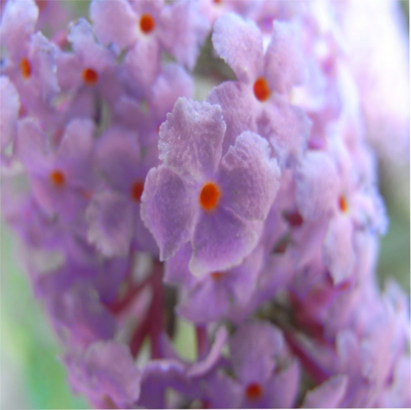 flores de otro mundo