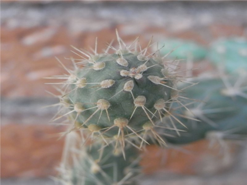 espinete