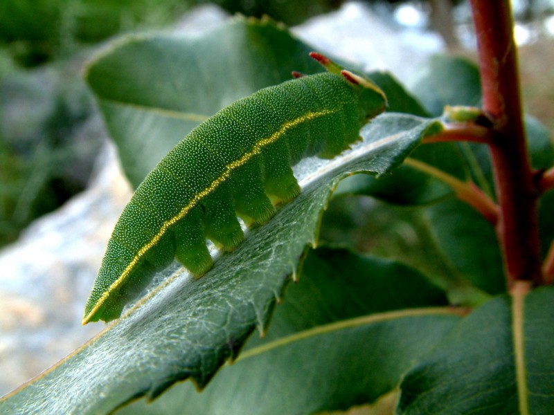 Oruga del Madroo