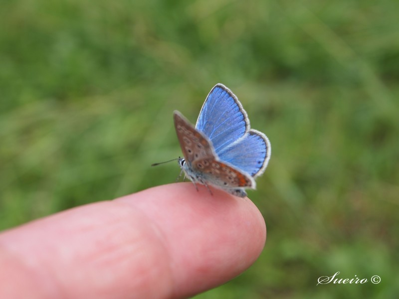 azul