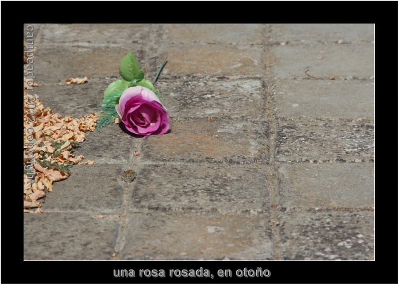 UNA ROSA ROSADA, EN OTOO -- A PINK ROSE, IN AUTUMN. Photo by Campeador (Mario Cid)
