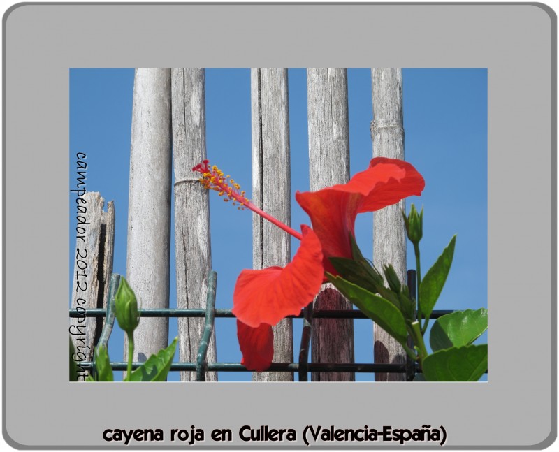 CAYENA ROJA EN CULLERA (VALENCIA, ESPAA)  --  RED HIBISCUS IN CULLERA. Photo by Campeador (Mario Cid).