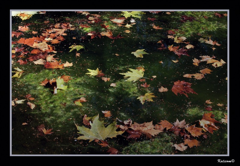 AUTOMNE (hommage  Monet)