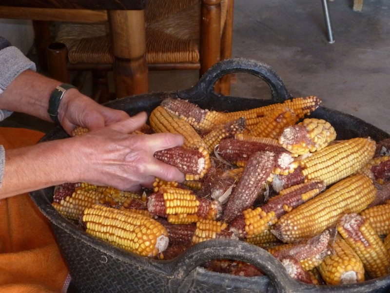 desgranando maiz