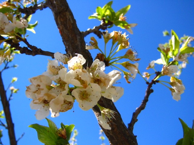 Lleg la primavera