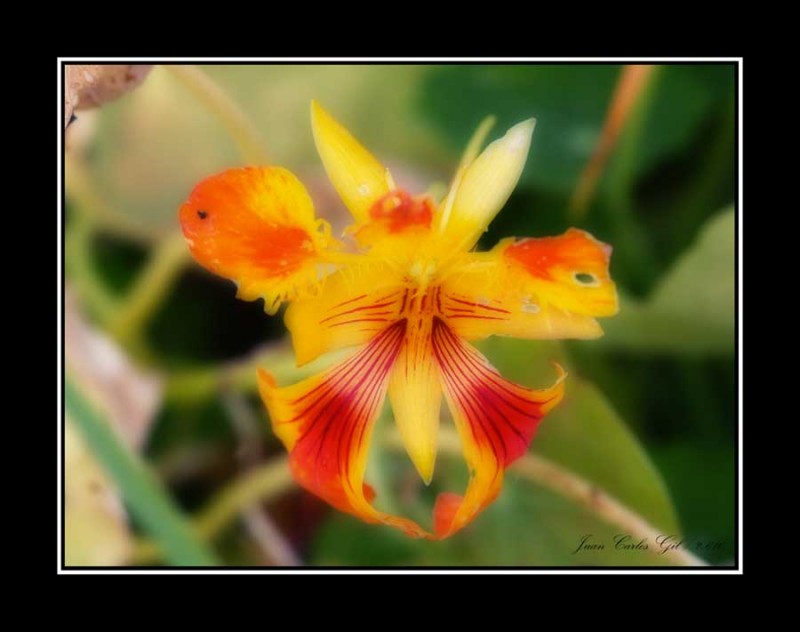 Flor silvestre 2