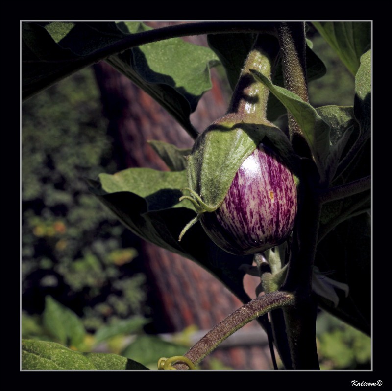 SOLANUM MELONGENA