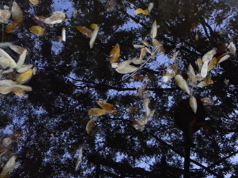 reflejo en un charco