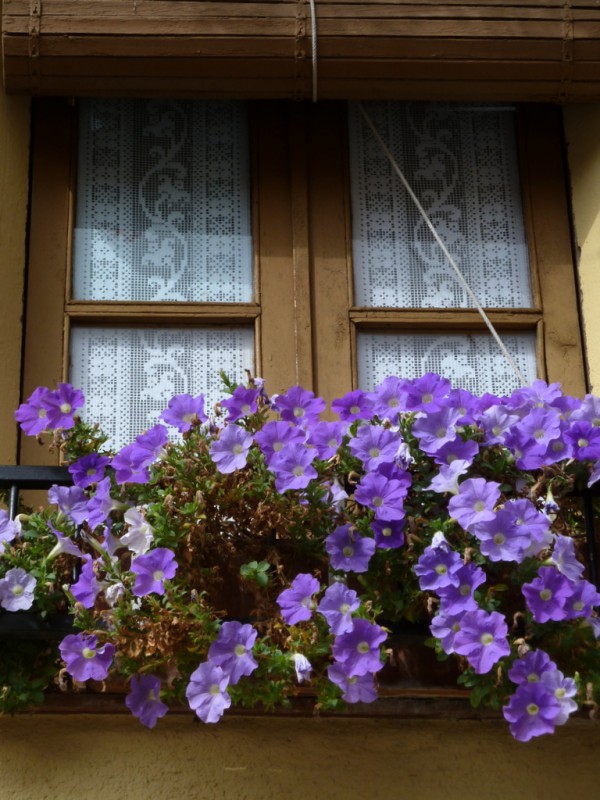 ventana con flores