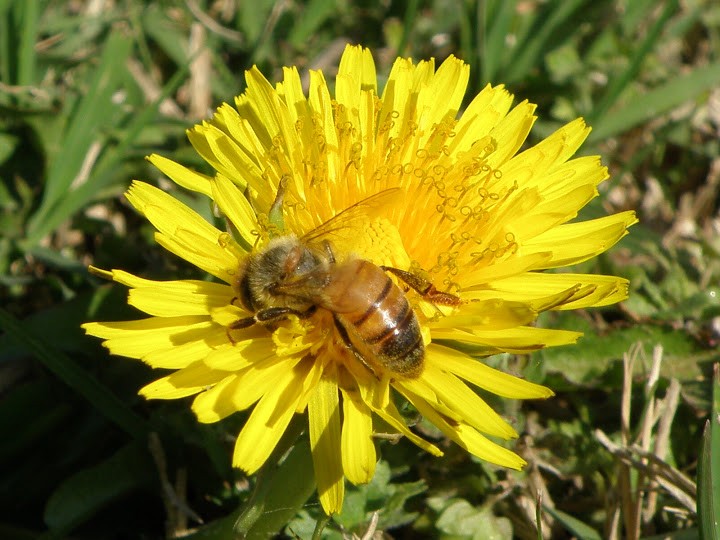 Como abeja al panal