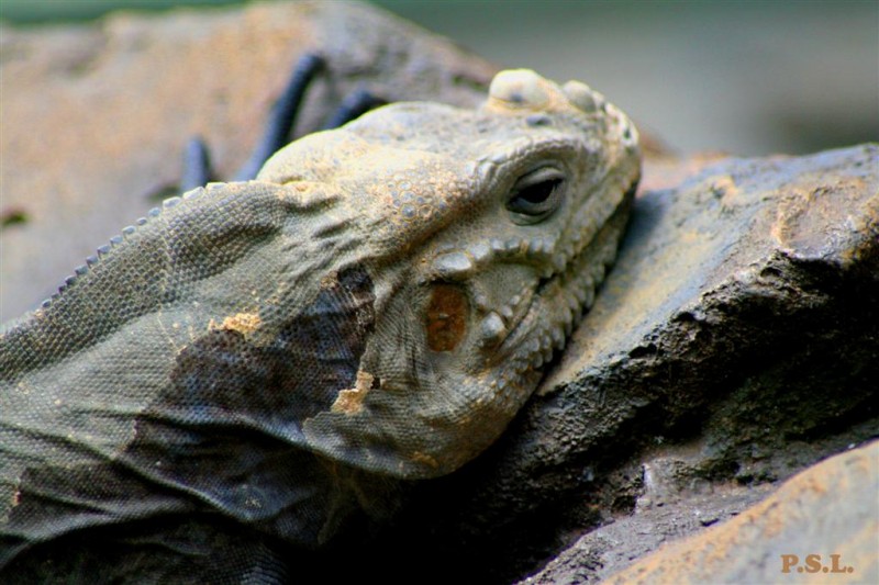 Otra para el National Geographic????