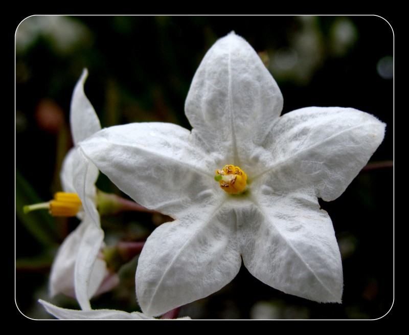 flor de otoo