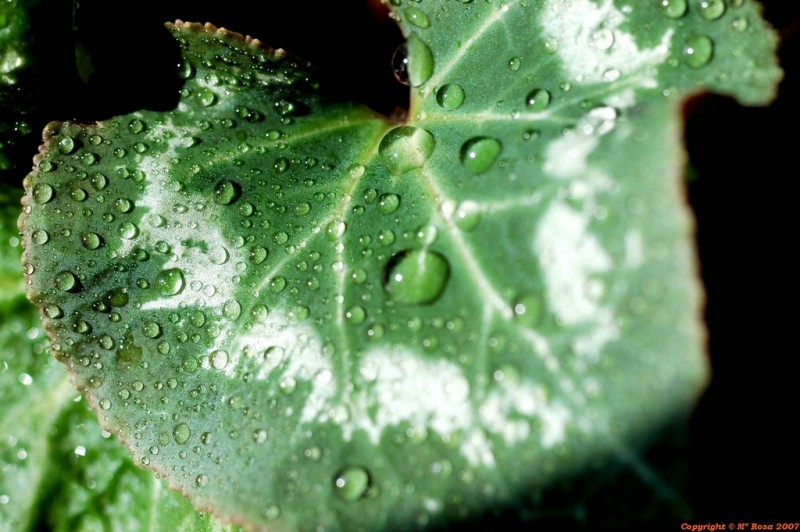 Gota en el corazn.