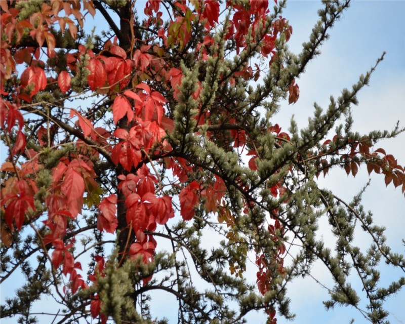 colores otoales