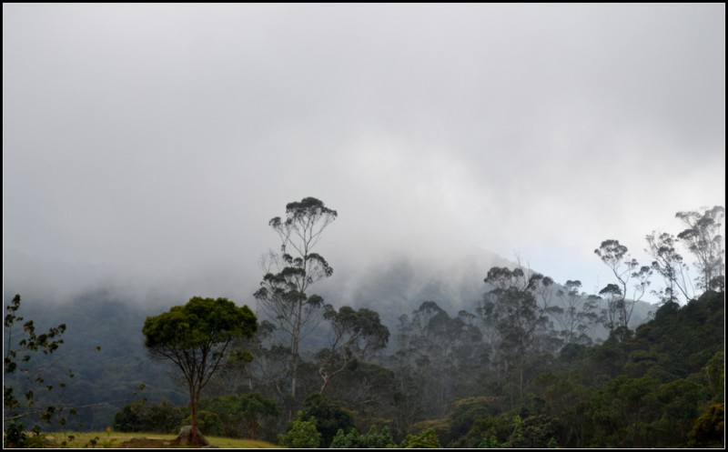 Niebla 2