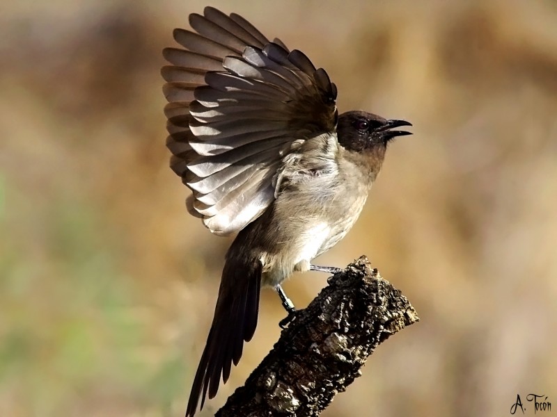 Bulbul5