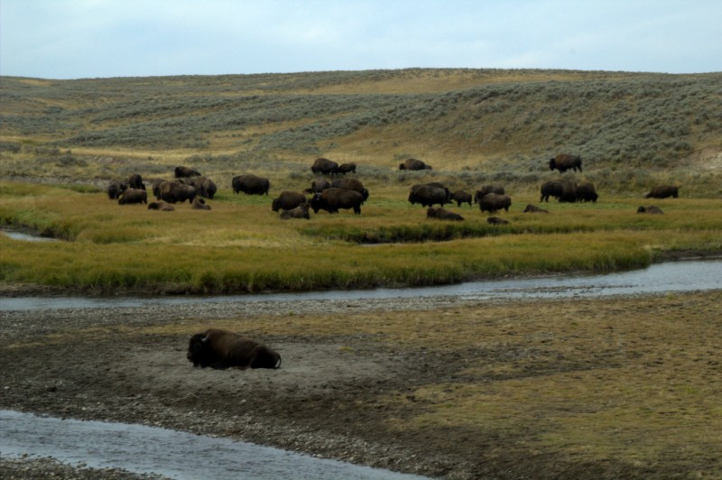 Rebao de bisontes