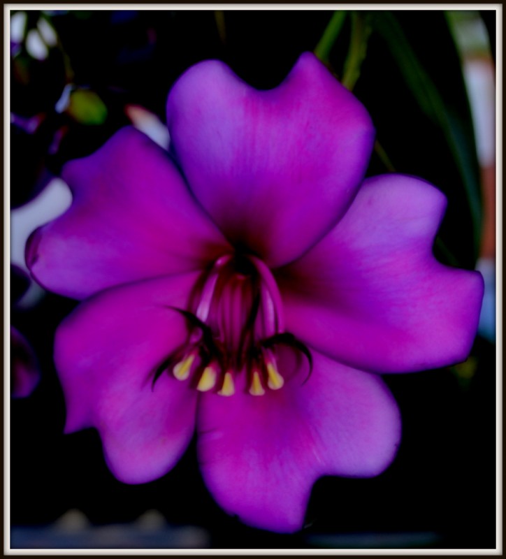 COLOR 2012