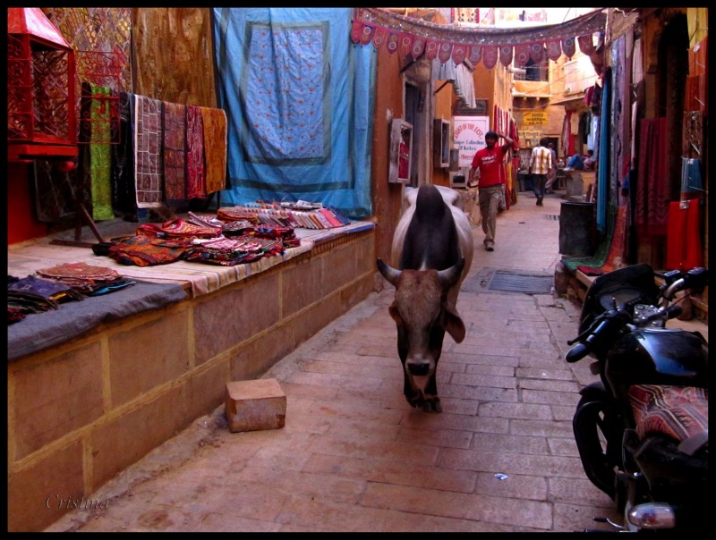 Vaca en la fortaleza de Jaisalmer